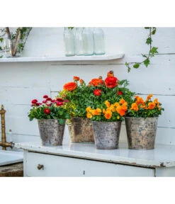 Gänseblümchen, Gefüllt 13 Gänseblümchen, Gefüllt -Gardena Store 8817355 8810079 WE MO 001 RanunkelnGaensebluemchen