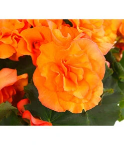 Begonie 'Solenia', Verschiedene Sorten 16 Begonie 'Solenia', Verschiedene Sorten -Gardena Store 8821290 PR DE 002 HaengebegonieSoleniaT12DehnerExpressHerzig