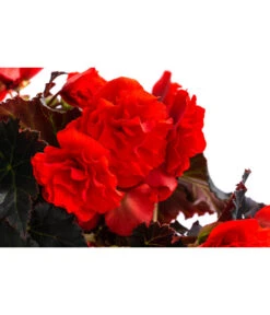 Begonie 'Solenia', Verschiedene Sorten 18 Begonie 'Solenia', Verschiedene Sorten -Gardena Store 8821290 WE DE 002 BegonieSoleniaRotT12