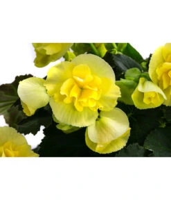Begonie 'Solenia', Verschiedene Sorten 17 Begonie 'Solenia', Verschiedene Sorten -Gardena Store 8821290 WE DE 003 BegonieSoleniaGelbT12