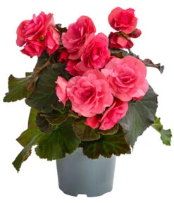 Begonie 'Solenia', Verschiedene Sorten 14 Begonie 'Solenia', Verschiedene Sorten -Gardena Store 8821290 WE FS 001 BegonieSoleniaPinkT12