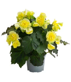 Begonie 'Solenia', Verschiedene Sorten 12 Begonie 'Solenia', Verschiedene Sorten -Gardena Store 8821290 WE FS 003 BegonieSoleniaGelbT12