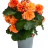 Begonie 'Solenia', Verschiedene Sorten 2 Begonie 'Solenia', Verschiedene Sorten -Gardena Store 8821290 WE FS 004 BegonieSoleniaOrangeT12