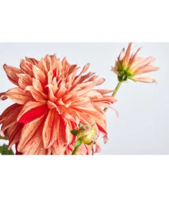 Dehner Premium Dahlie -Gardena Store 8822462 PR DE 001 DahliaHybridePremiumT25DehnerExpressZS