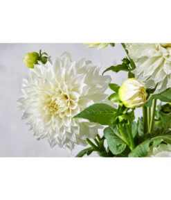 Dehner Premium Dahlie -Gardena Store 8822462 PR DE 057 DahlienPremiumT26UveSauer