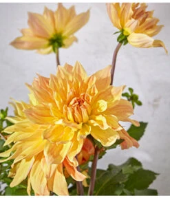 Dehner Premium Dahlie -Gardena Store 8822462 PR DE 062 DahlienPremiumT26UveSauer