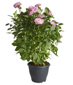 Dehner Premium Dahlie -Gardena Store 8822462 PR FS 002 DahliaHybridePremiumT25DehnerExpressZS