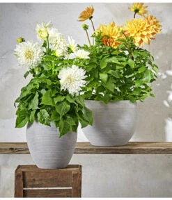 Dehner Premium Dahlie -Gardena Store 8822462 PR MO 004 DahlienPremiumT26UveSauer