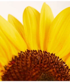 Sonnenblume -Gardena Store 8824096 PR DE 001 HelianthusAnnusSonnenblumeT13DehnerExpressZS