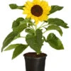 Sonnenblume 2 Sonnenblume -Gardena Store 8824096 PR FS 001 HelianthusAnnusSonnenblumeT13DehnerExpressZS
