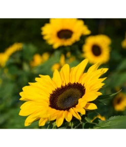 Sonnenblume -Gardena Store 8824096 PR FS 001 HelianthusSonnenblumePixabay