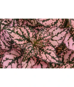 Punktblume 'Hippo', Verschiedene Sorten 16 Punktblume 'Hippo', Verschiedene Sorten -Gardena Store 8824252 WE DE 002 HippoMixT12