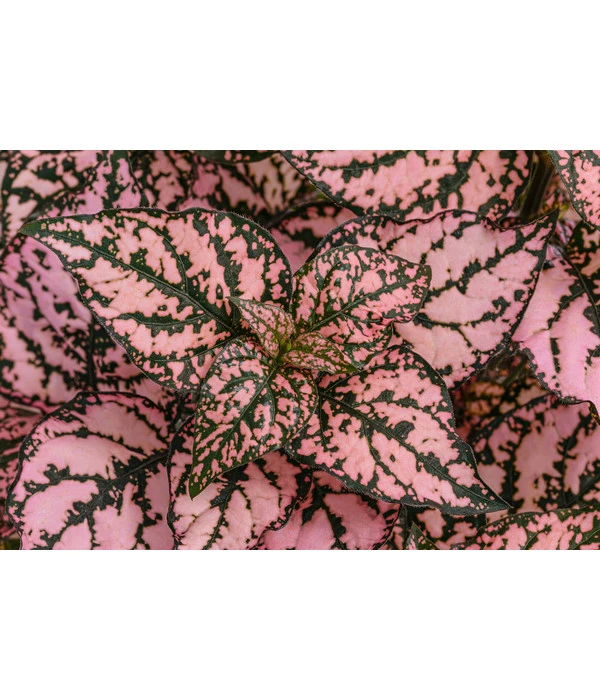 Punktblume 'Hippo', Verschiedene Sorten 9 Punktblume 'Hippo', Verschiedene Sorten – Bild 7