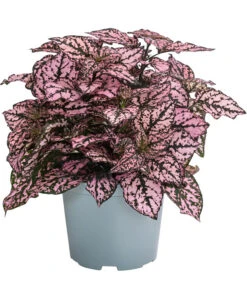 Punktblume 'Hippo', Verschiedene Sorten 11 Punktblume 'Hippo', Verschiedene Sorten -Gardena Store 8824252 WE FS 002 HippoMixT12