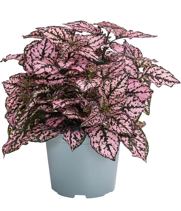 Punktblume 'Hippo', Verschiedene Sorten 4 Punktblume 'Hippo', Verschiedene Sorten – Bild 2