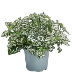 Punktblume 'Hippo', Verschiedene Sorten 12 Punktblume 'Hippo', Verschiedene Sorten -Gardena Store 8824252 WE FS 003 HippoMixT12