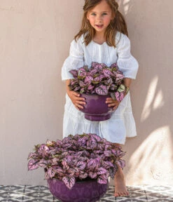 Punktblume 'Hippo', Verschiedene Sorten 13 Punktblume 'Hippo', Verschiedene Sorten -Gardena Store 8824252 WE MO 002 PunktblumeHippo