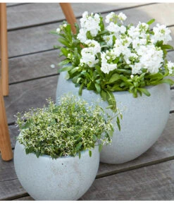 Levkoje, Verschiedene Sorten 15 Levkoje, Verschiedene Sorten -Gardena Store 8826083 8823155 PR MO 001 LevkojeMatthiolaEuphorbiaDiamondFrostZauberschneeOlafSzcepaniak