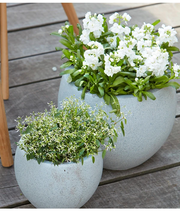 Levkoje, Verschiedene Sorten 9 Levkoje, Verschiedene Sorten – Bild 7