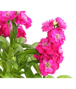 Levkoje, Verschiedene Sorten 12 Levkoje, Verschiedene Sorten -Gardena Store 8826083 WE DE 001 MatthiolaLevkojeDehnerExpressHerzig