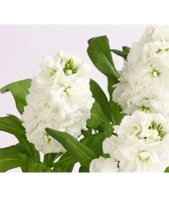 Levkoje, Verschiedene Sorten 13 Levkoje, Verschiedene Sorten -Gardena Store 8826083 WE DE 002 MatthiolaLevkojeDehnerExpressHerzig