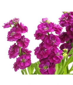 Levkoje, Verschiedene Sorten 14 Levkoje, Verschiedene Sorten -Gardena Store 8826083 WE DE 003 MatthiolaLevkojeDehnerExpressHerzig