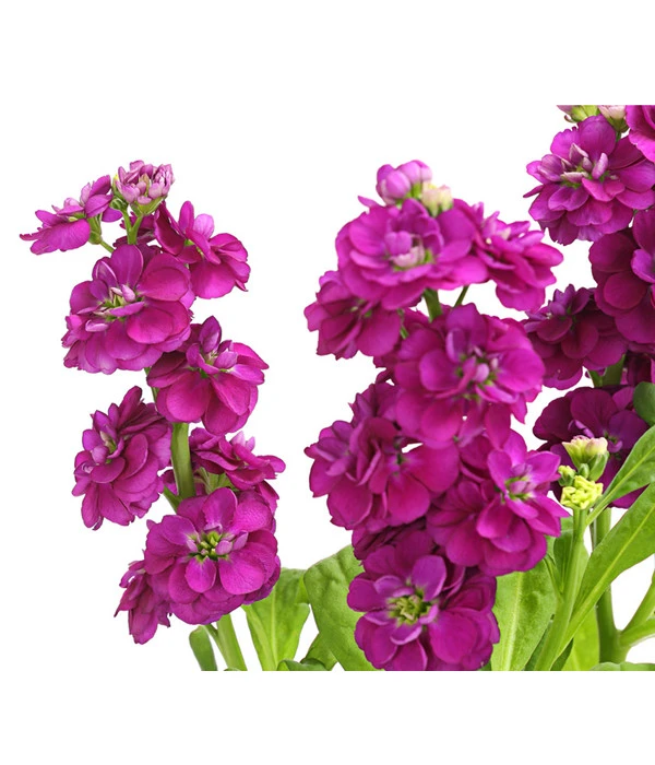 Levkoje, Verschiedene Sorten 8 Levkoje, Verschiedene Sorten – Bild 6