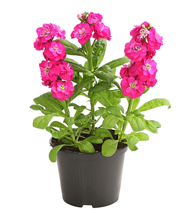 Levkoje, Verschiedene Sorten 3 Levkoje, Verschiedene Sorten