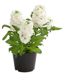 Levkoje, Verschiedene Sorten 10 Levkoje, Verschiedene Sorten -Gardena Store 8826083 WE FS 002 MatthiolaLevkojeDehnerExpressHerzig