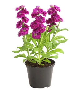 Levkoje, Verschiedene Sorten 11 Levkoje, Verschiedene Sorten -Gardena Store 8826083 WE FS 003 MatthiolaLevkojeDehnerExpressHerzig