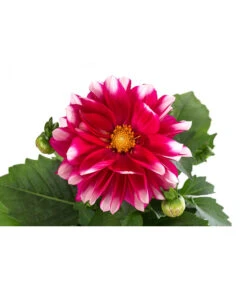 Zwergdahlie, Besonderheit 19 Zwergdahlie, Besonderheit -Gardena Store 8829939 WE DE 001 ZwergdahlieBesonderheitT12