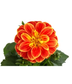 Zwergdahlie, Besonderheit 20 Zwergdahlie, Besonderheit -Gardena Store 8829939 WE DE 002 ZwergdahlieBesonderheitT12