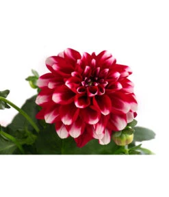 Zwergdahlie, Besonderheit 21 Zwergdahlie, Besonderheit -Gardena Store 8829939 WE DE 003 ZwergdahlieBesonderheitT12