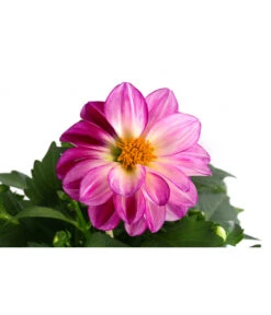 Zwergdahlie, Besonderheit 22 Zwergdahlie, Besonderheit -Gardena Store 8829939 WE DE 004 ZwergdahlieBesonderheitT12