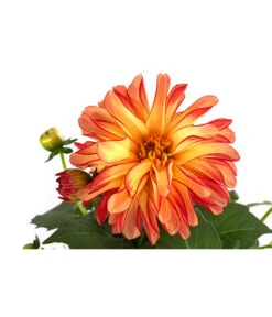 Zwergdahlie, Besonderheit 23 Zwergdahlie, Besonderheit -Gardena Store 8829939 WE DE 005 ZwergdahlieBesonderheitT12