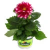 Zwergdahlie, Besonderheit -Gardena Store 8829939 WE FS 001 ZwergdahlieBesonderheitT12