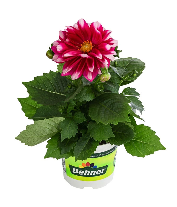 Zwergdahlie, Besonderheit 3 Zwergdahlie, Besonderheit