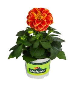 Zwergdahlie, Besonderheit 14 Zwergdahlie, Besonderheit -Gardena Store 8829939 WE FS 002 ZwergdahlieBesonderheitT12