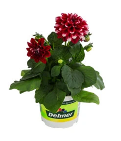Zwergdahlie, Besonderheit 15 Zwergdahlie, Besonderheit -Gardena Store 8829939 WE FS 003 ZwergdahlieBesonderheitT12