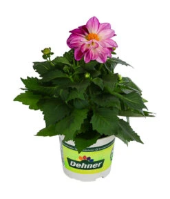 Zwergdahlie, Besonderheit 16 Zwergdahlie, Besonderheit -Gardena Store 8829939 WE FS 004 ZwergdahlieBesonderheitT12
