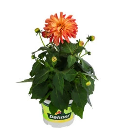 Zwergdahlie, Besonderheit 17 Zwergdahlie, Besonderheit -Gardena Store 8829939 WE FS 005 ZwergdahlieBesonderheitT12