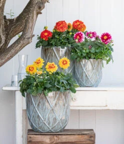 Zwergdahlie, Besonderheit 18 Zwergdahlie, Besonderheit -Gardena Store 8829939 WE MO 001 ZwergDahlienT12