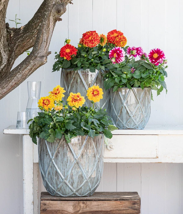 Zwergdahlie, Besonderheit 8 Zwergdahlie, Besonderheit – Bild 6