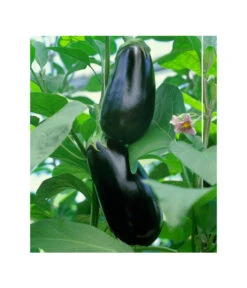 Dehner Gourmet Garten Aubergine, Veredelt -Gardena Store 8830051 BildFS 001 AubergineCarmenGgAubergineCarmen