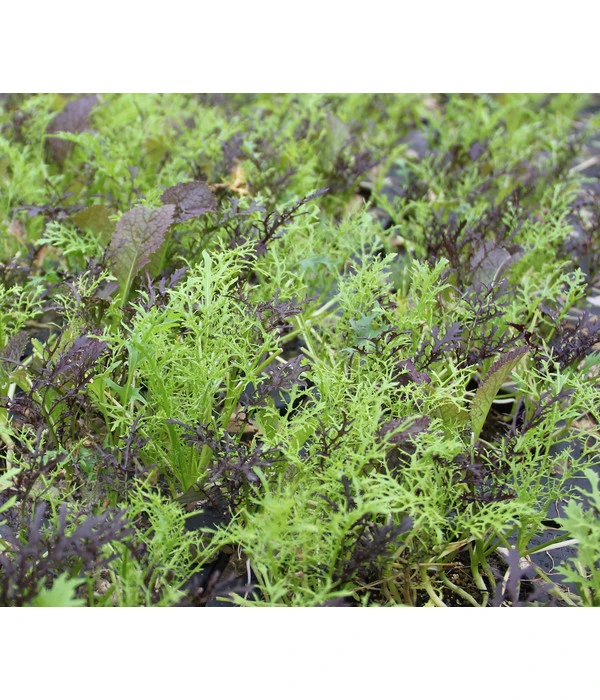 Bio Asia Wildkräuter Im Pottburri®-Topf 4 Bio Asia Wildkräuter Im Pottburri®-Topf – Bild 2