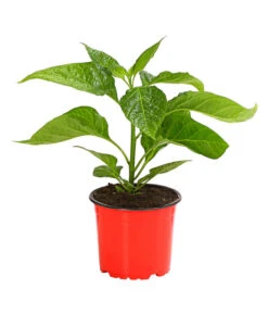 Chili 'Scotch Bonnet' -Gardena Store 8830614 PR FS 002 CapsicumChinenseChiliScotchBonnetDehnerExpressHerzig