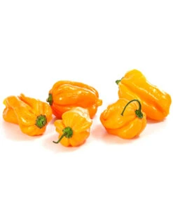 Chili 'Scotch Bonnet' -Gardena Store 8830614 WE DE 001 ChiliScotchBonnet