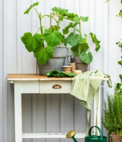 Bioland Gurke, Veredelt 12 Bioland Gurke, Veredelt -Gardena Store 8830663 WE MO 002 Gurke CucurbitaePepoZucchiniGruen