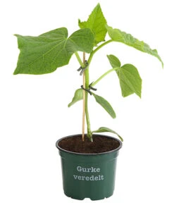 Bioland Gurke, Veredelt 9 Bioland Gurke, Veredelt -Gardena Store 8830853 WE FS 001 BioSchlangengurkeVeredelt