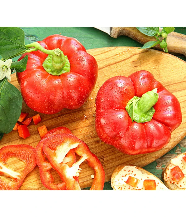 Dehner Gourmet Garten Tomatenpaprika 3 Dehner Gourmet Garten Tomatenpaprika